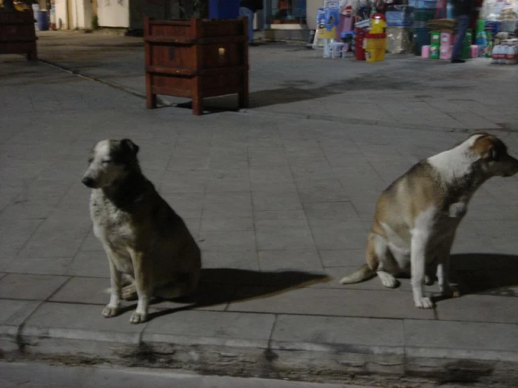 two dogs are sitting on the sidewalk facing each other