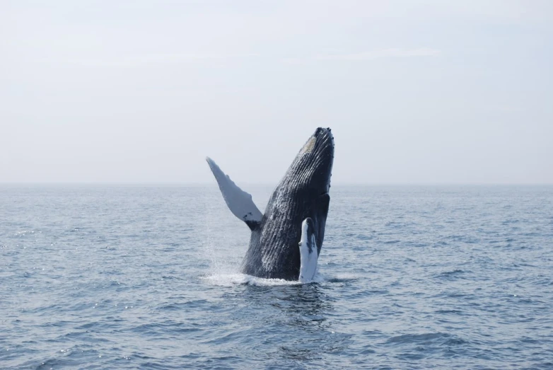 a whale is jumping out of the water