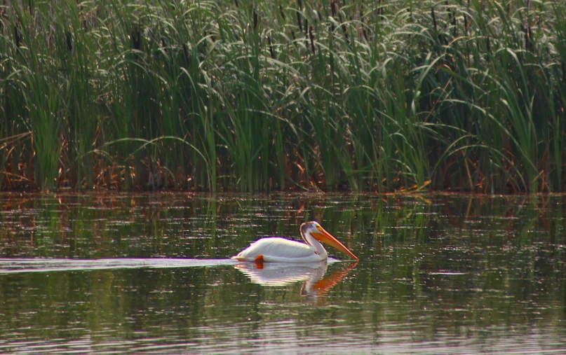 white swan with large beak floating on water