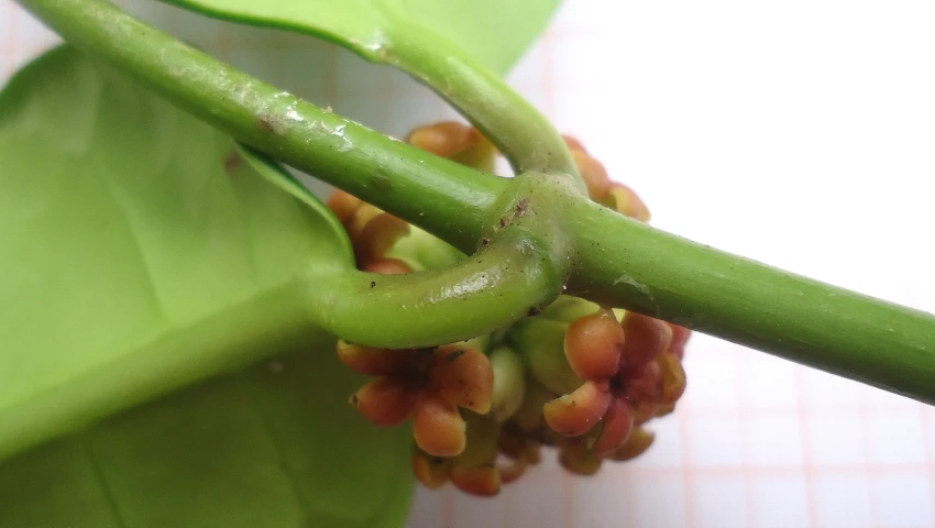 closeup of green leaves and buds on the stem