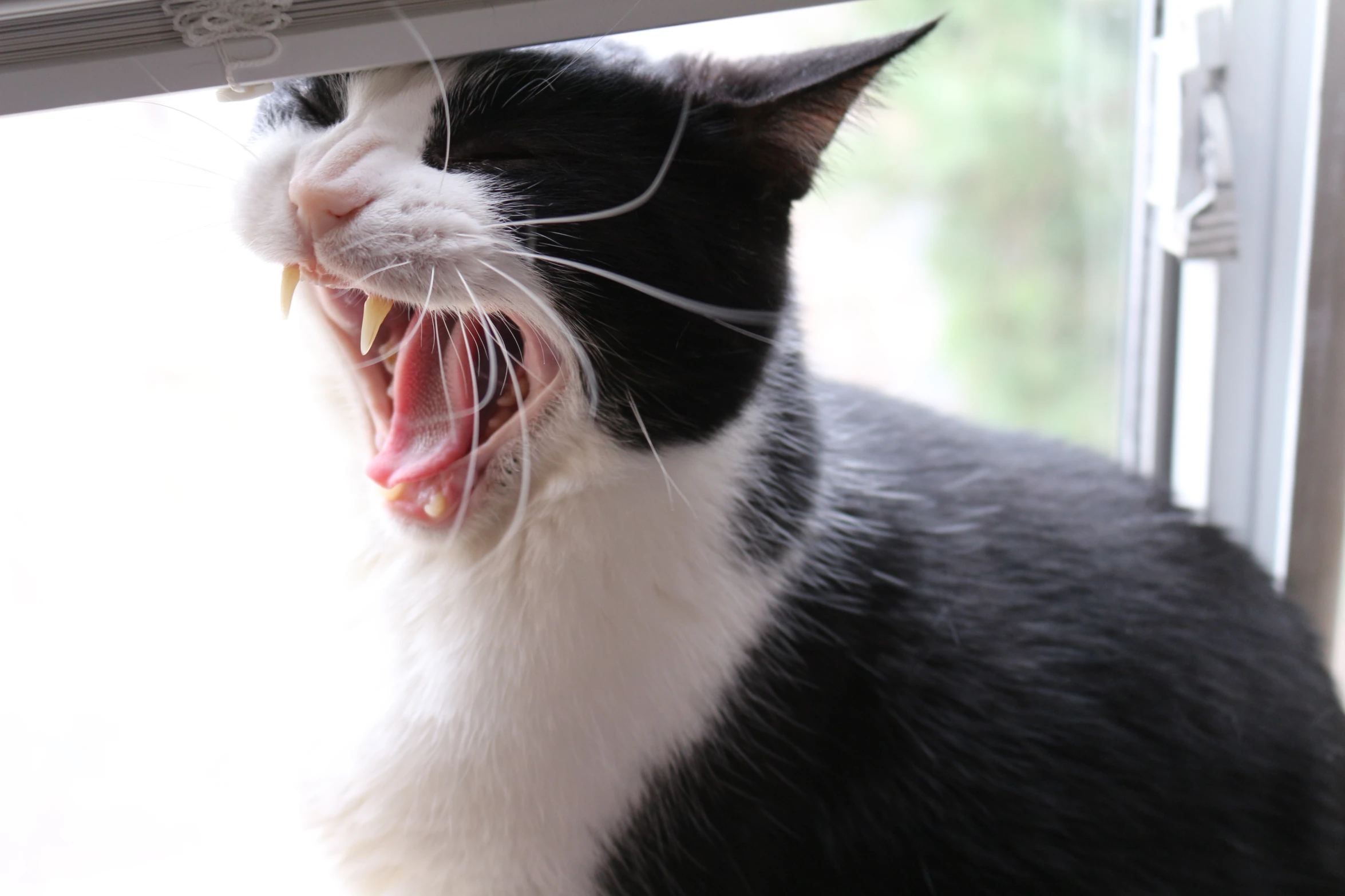 a cat with it's mouth open sitting on the windowsill