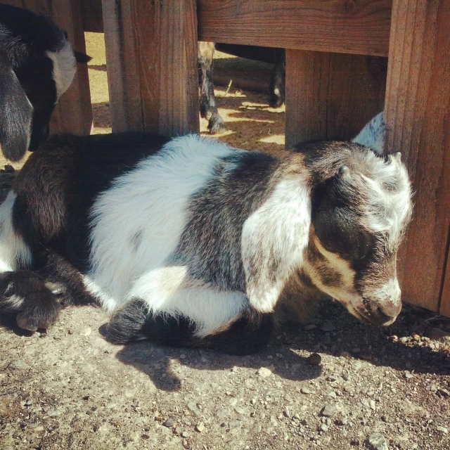 some kind of black and white baby goat resting by some barn wood