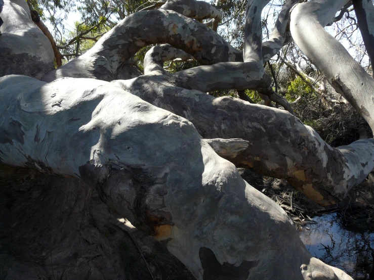 rocks with trees around them under the sunlight