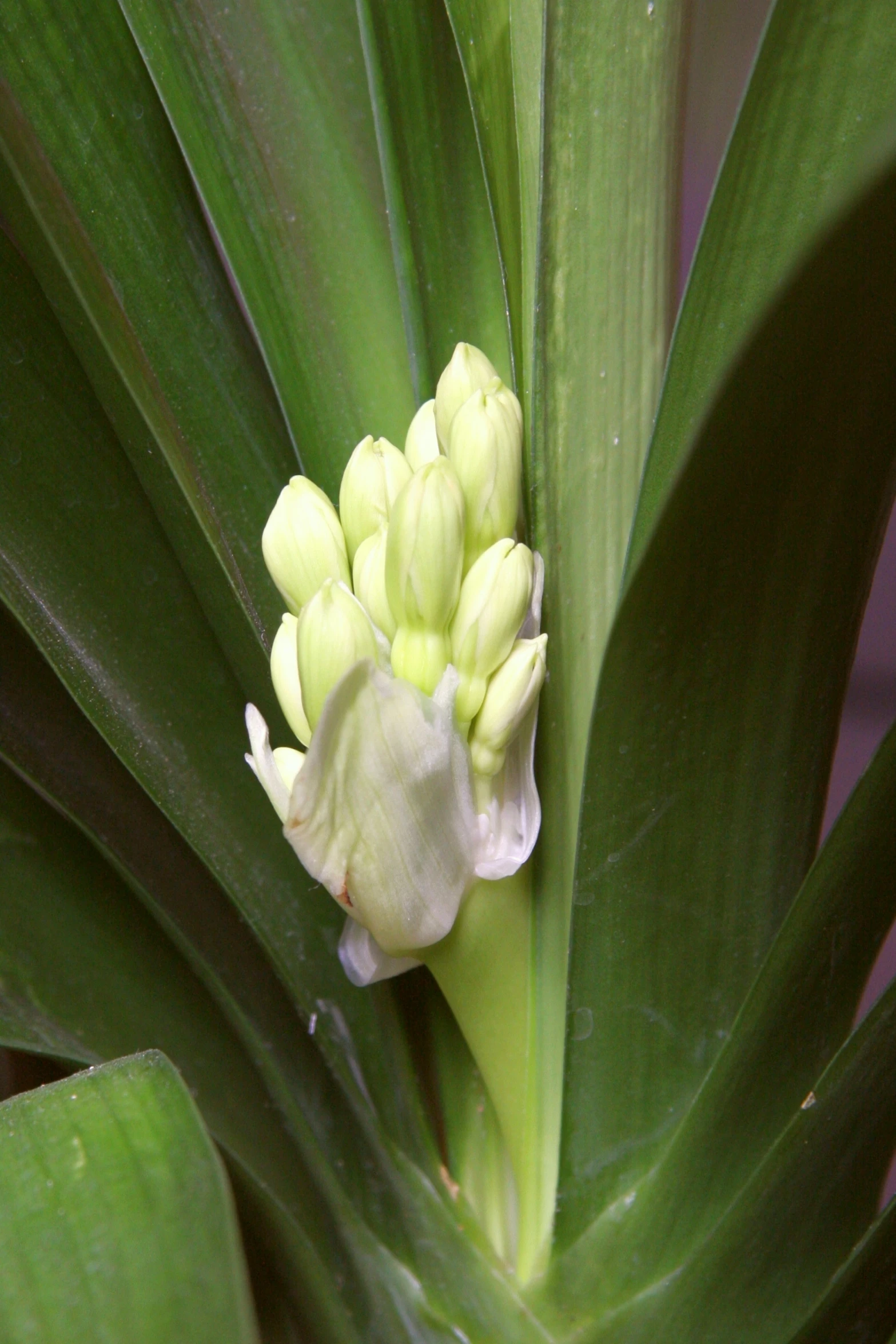 a bunch of flowers are sitting on a large plant