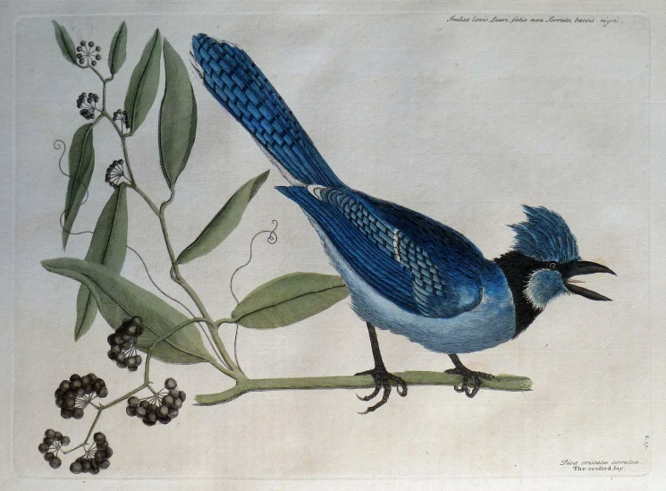 a blue bird with white markings and long tail is sitting on a nch