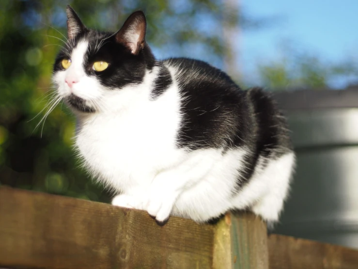 a black and white cat sitting on top of a wooden fence