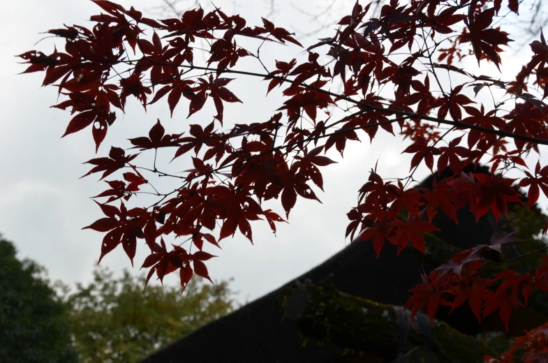 nches of red leaves against the sky in the fall