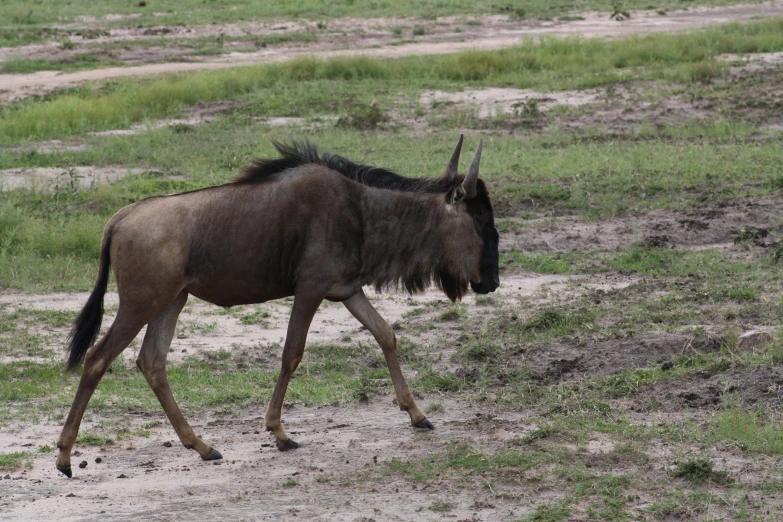 a ze is walking across the grass and dirt