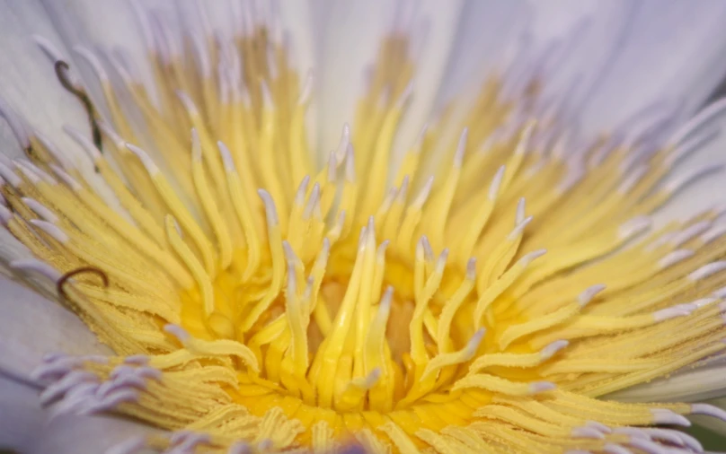 the front end of a yellow and white flower