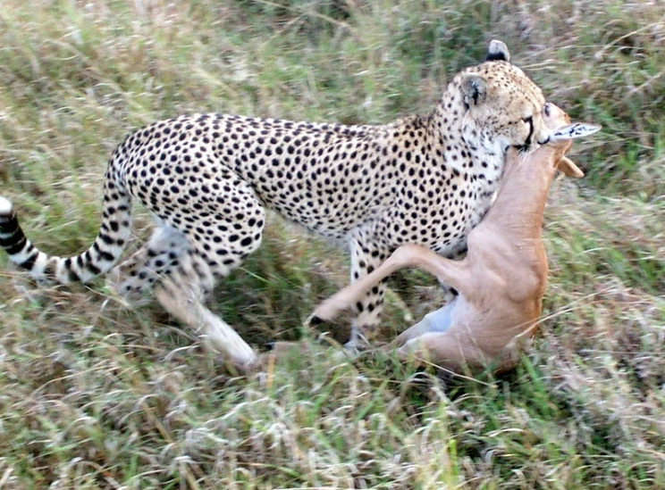 a cheetah attacking an antelope in the wild
