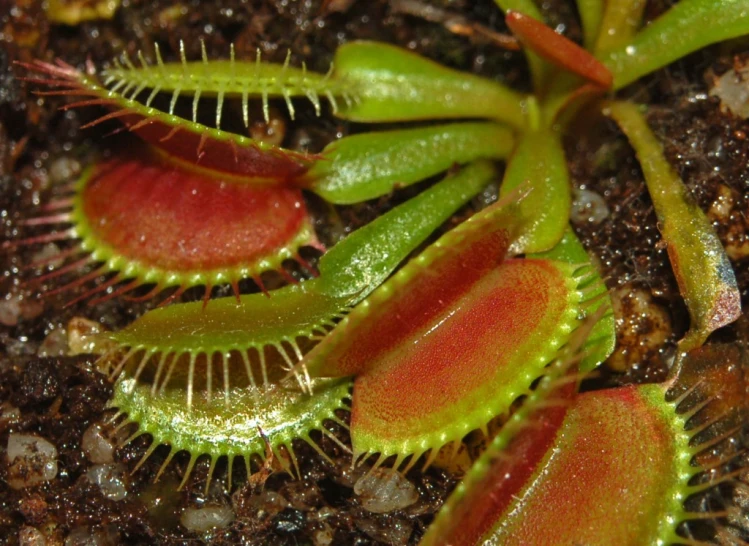 small green plants on the ground in soil