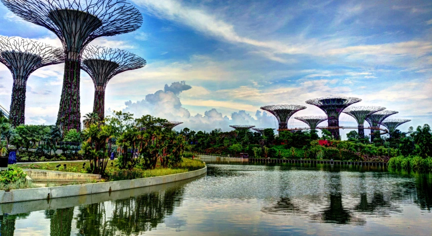 the gardens by the lake are surrounded by huge, slender trees