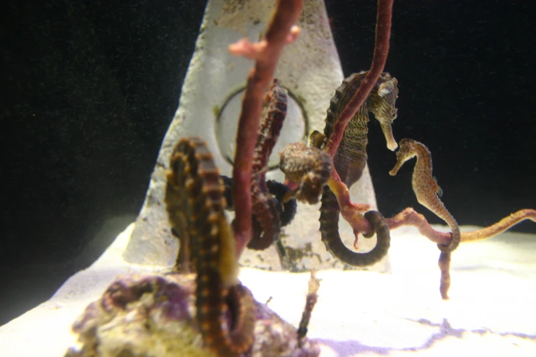 seahorses swimming near rocks and plants in the ocean