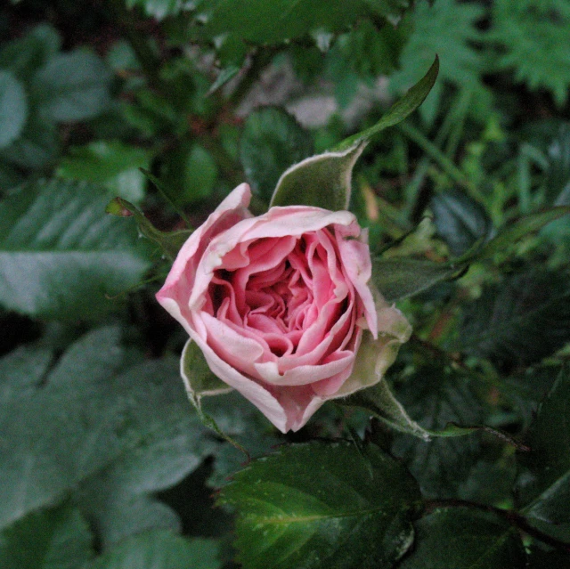 a flower with large petals that is pink