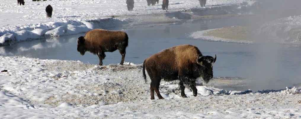 two bison standing near a stream of water