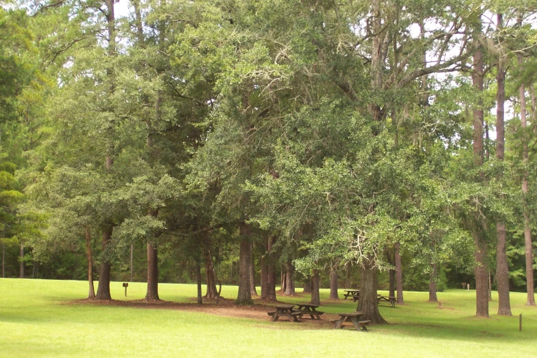 the benches are located in the shade of the trees