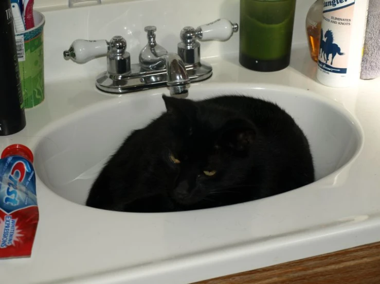 a black cat in a bathroom sink with toothpaste, shampoo and cleaner