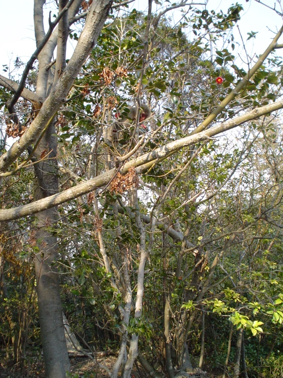 a park bench is next to a tall tree