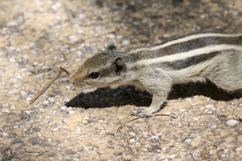 a small animal walking on a dirt road