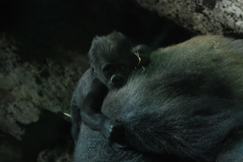 two gorillas on their back being held in an area that has very rocky rock walls