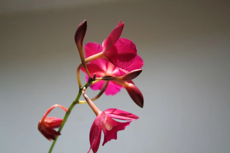 pink flowers in a vase are lit up by the sun