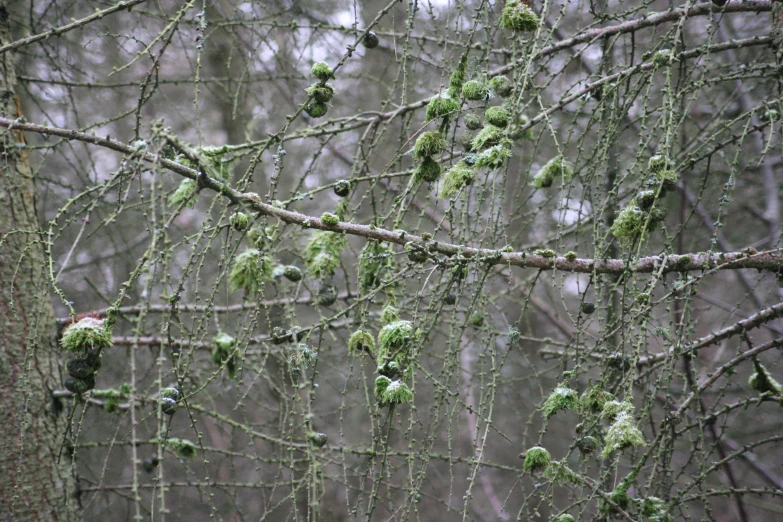 an image of a tree with some green moss