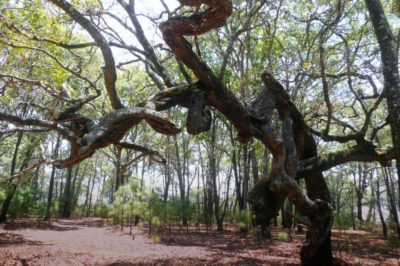 a big tree with no leaves in the middle of it