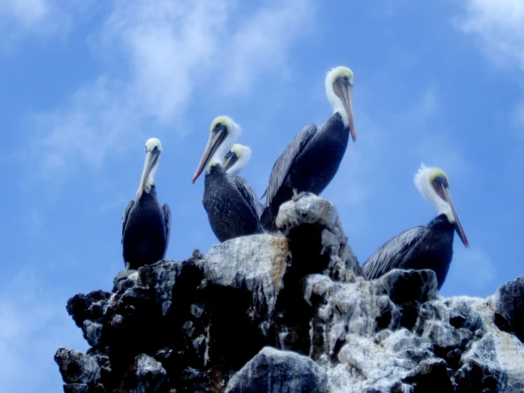 a flock of pelicans sitting on top of a rock formation