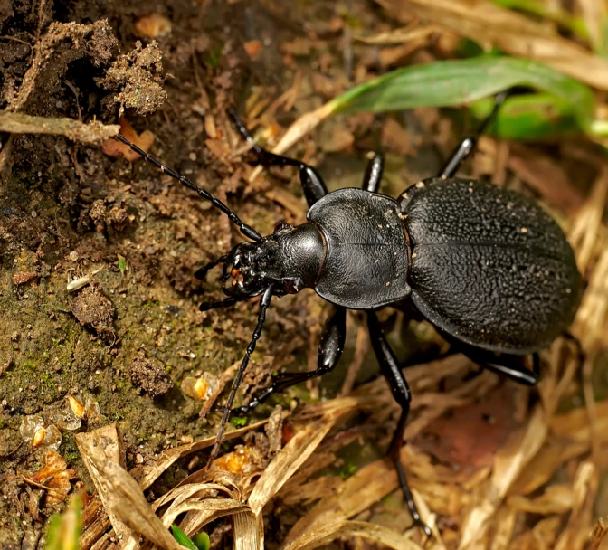 the beetle is standing on a forest floor with lots of brown stuff