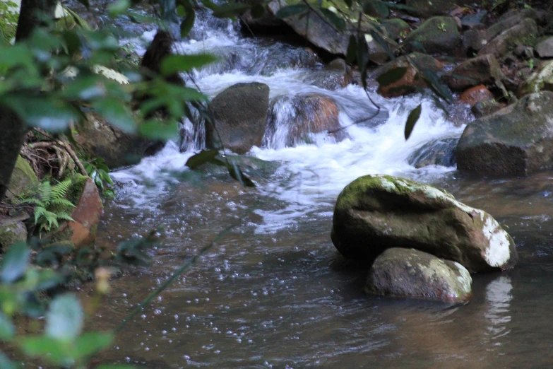 a stream running through the woods near rocks