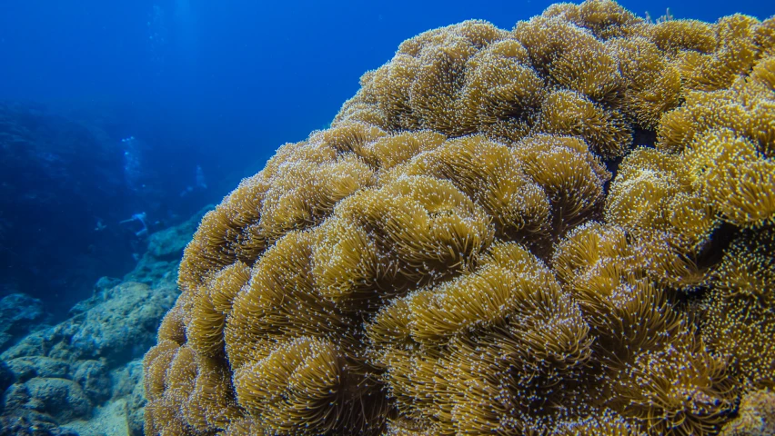 a group of people swimming in the ocean with large corals