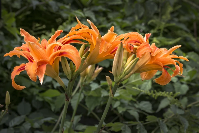 a couple of orange flowers with leaves in the background