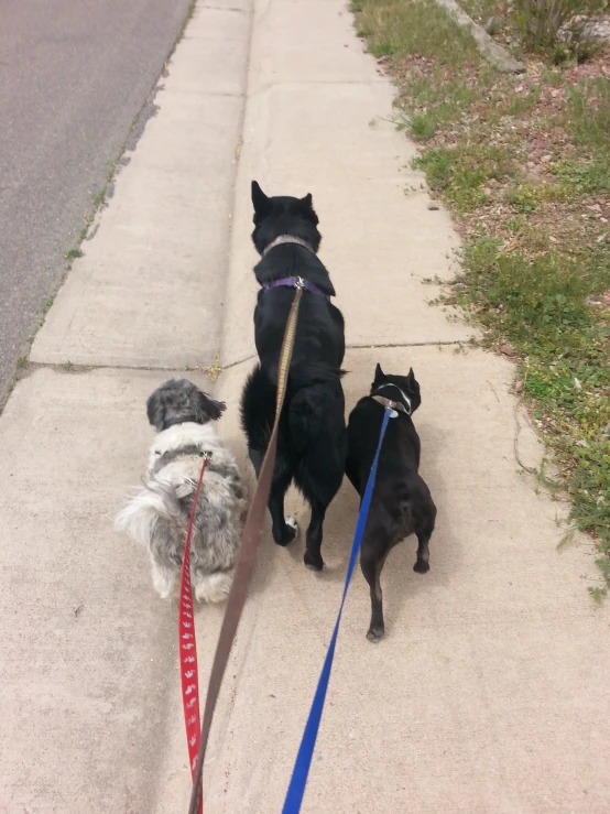 three small dogs on leashes standing on the sidewalk