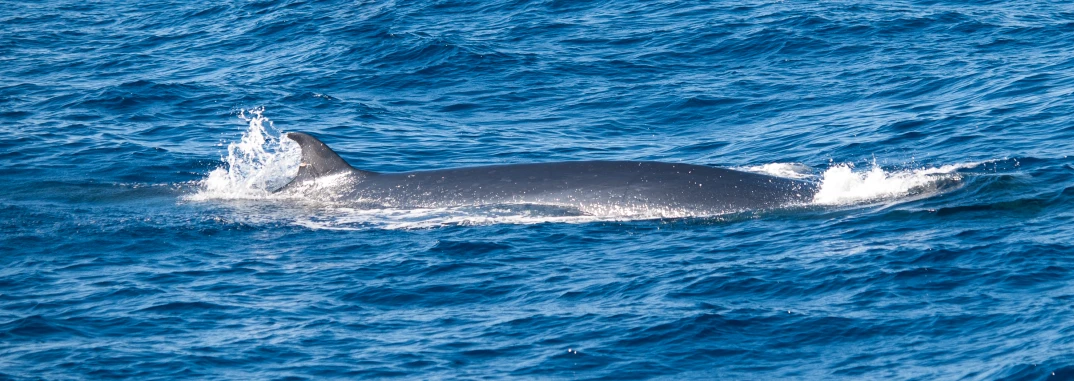 a big shark in the ocean with a very long tail