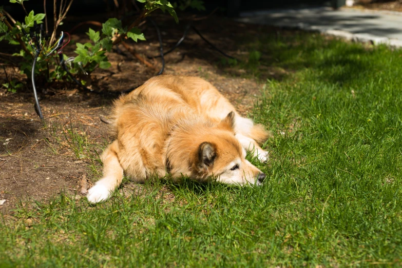 a brown and white dog laying in the grass