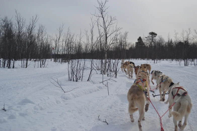 a group of dogs pulling the sled down a snow covered hill