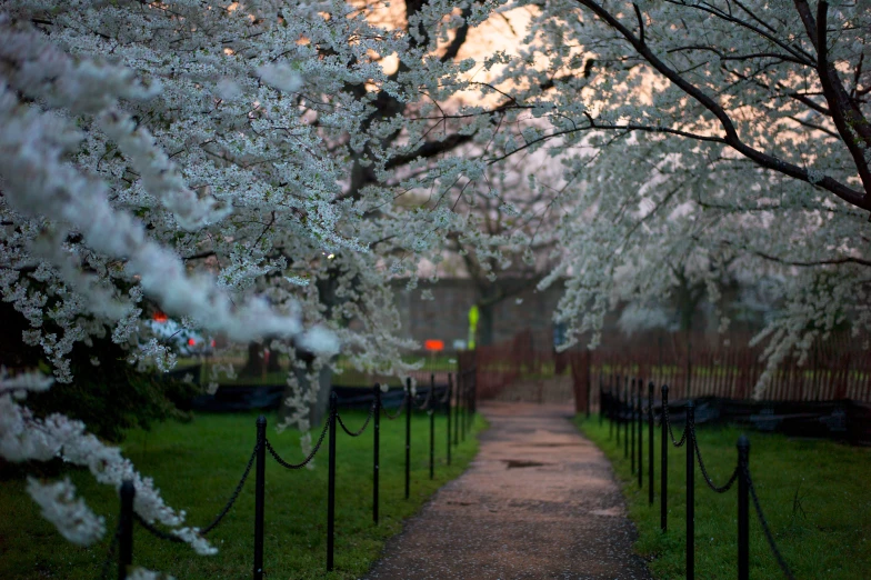 trees in blossom with white blossoms are lining a path