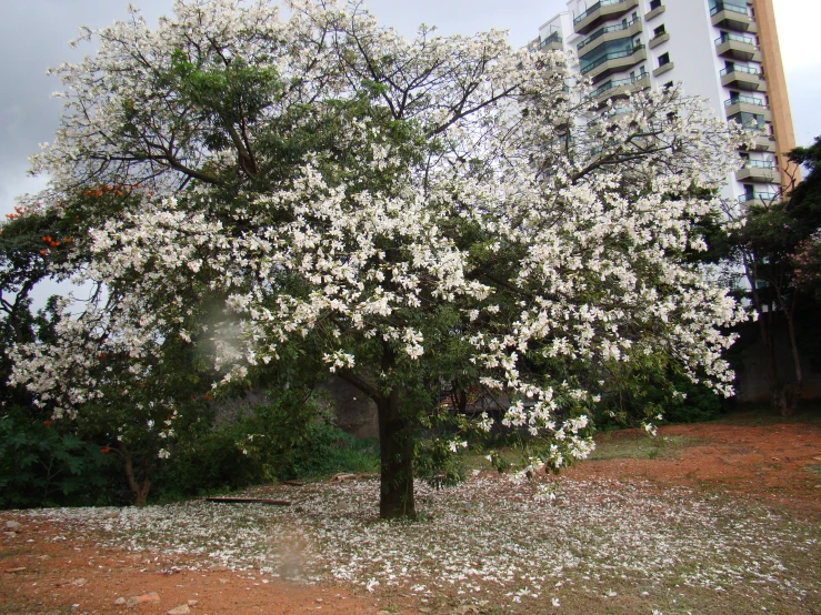 a tree that is blooming in a park