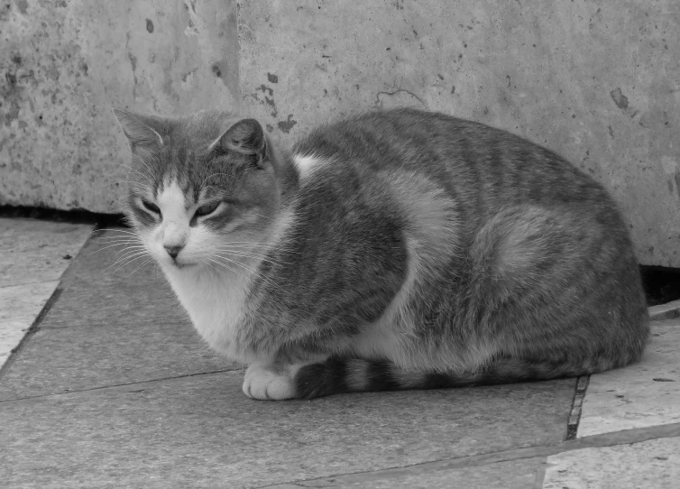 a cat is sitting by a wall and is looking up