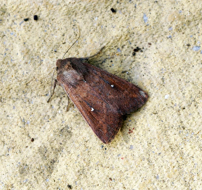 a brown moth sits in the sand by itself