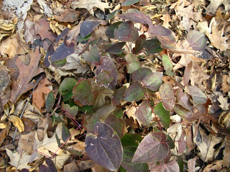 a ground view of many leaves and a plant