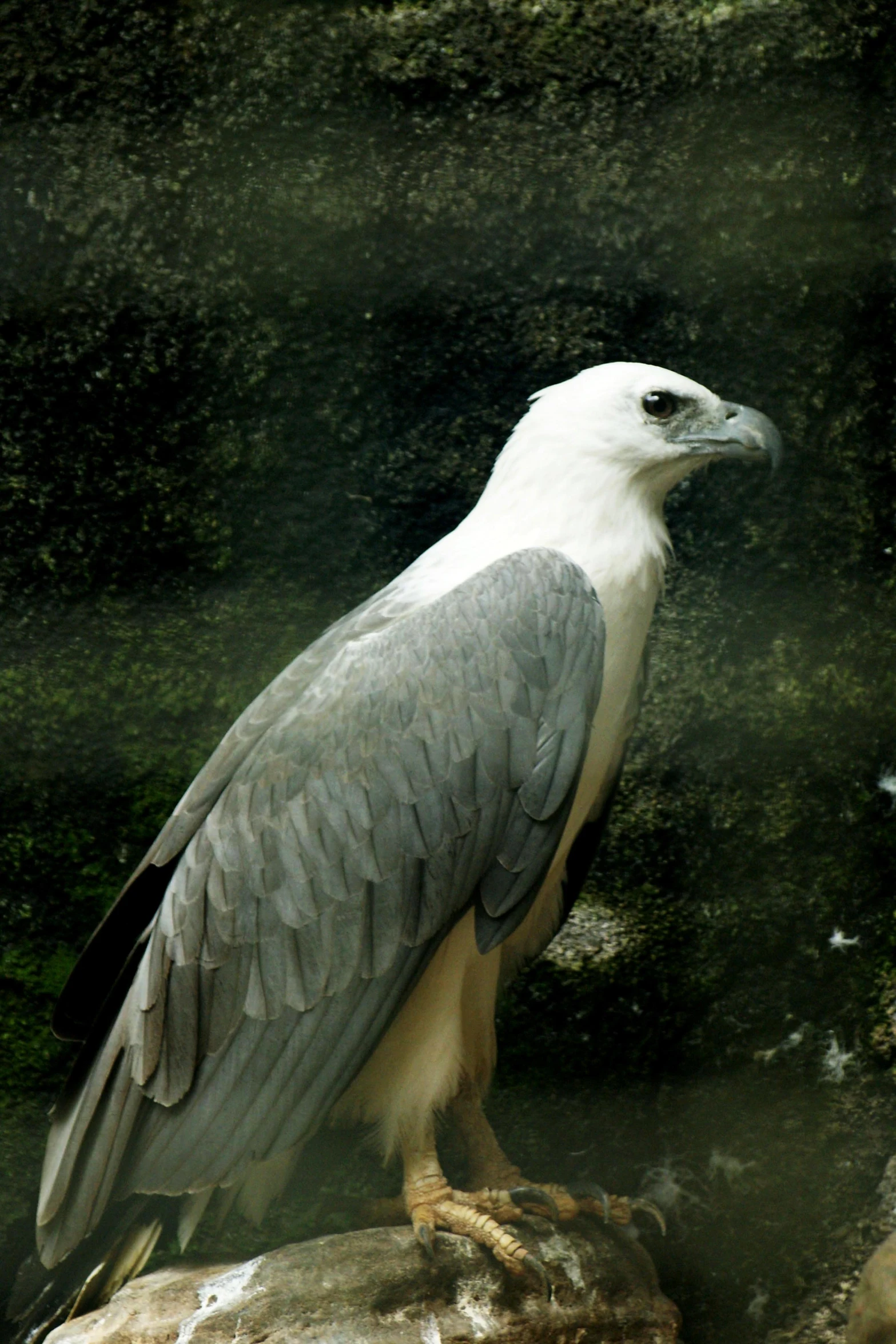 a big bird is sitting on a rock