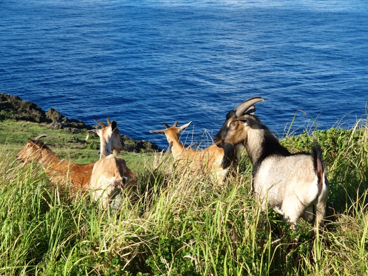 a herd of goats that are on the grass