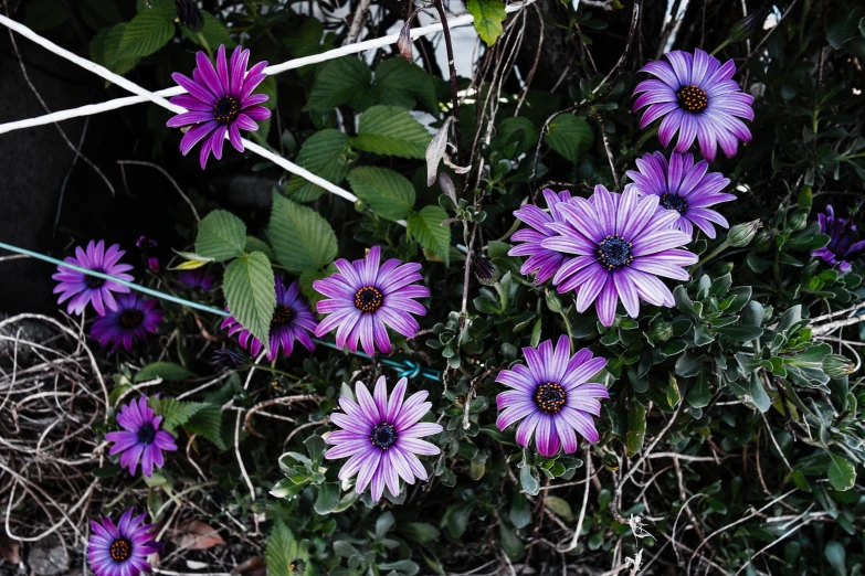 purple flowers sitting in a garden area next to green leaves