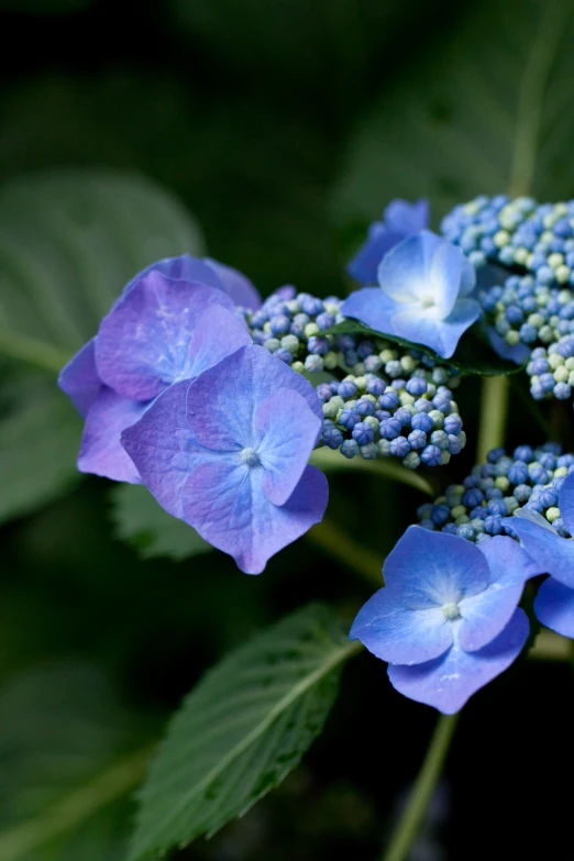 two blue flowers that are blooming out of buds