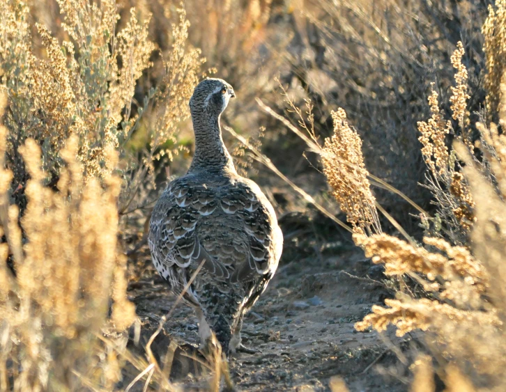 there is a bird that is standing among the bushes