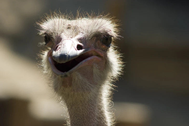 an ostrich has a silly looking face