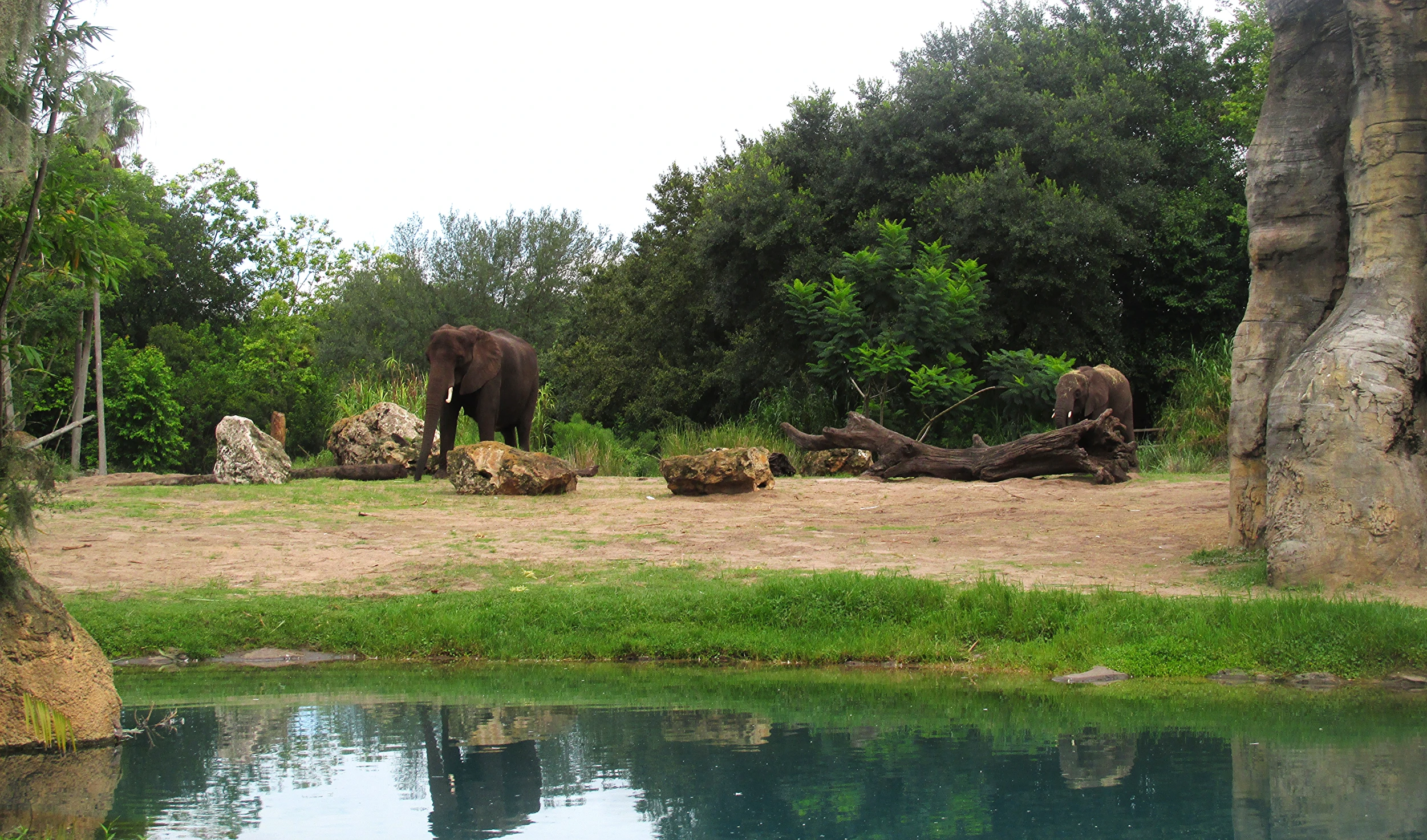 a couple of elephants are standing near the water