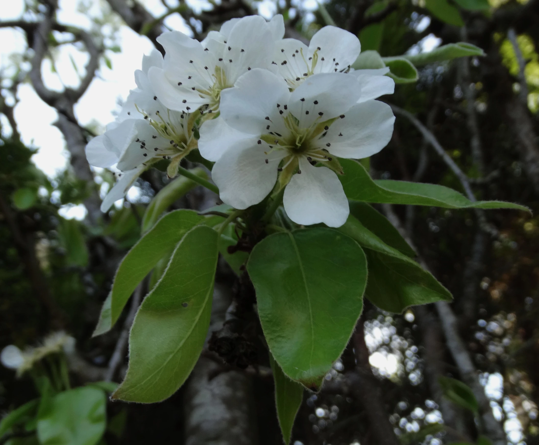 flowers growing in the middle of a lush green tree