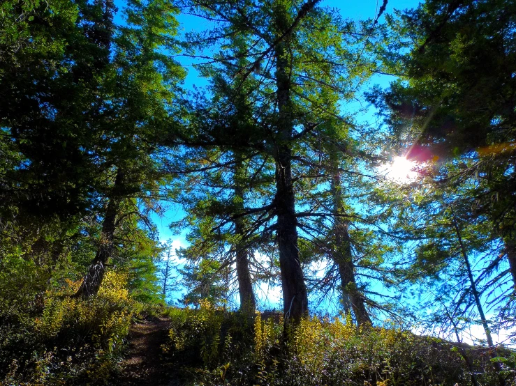 a wooded area with green trees on the far side